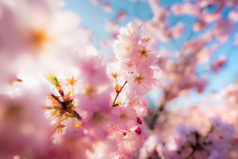 pink flowers